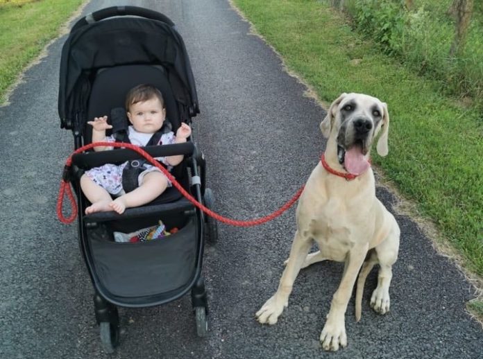 recenzija_maxi_cosi_gia